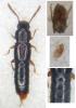 Nacaeus impressicollis
